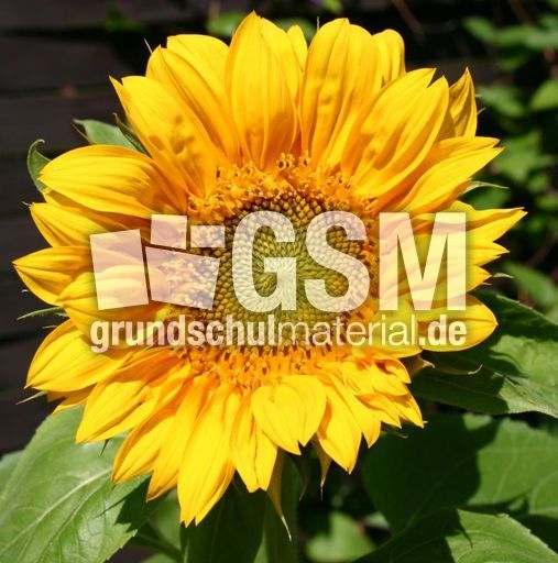 Sonnenblume-Bluete.jpg